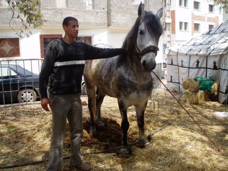 Power Horse