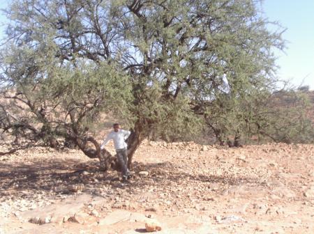 Arguane